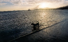 A local dog checks out the beach
